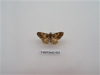 藏品(尺蛾170)的圖片